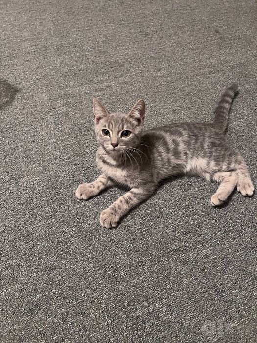 Bengal og'il, amerikansky qz, shinshila og'il