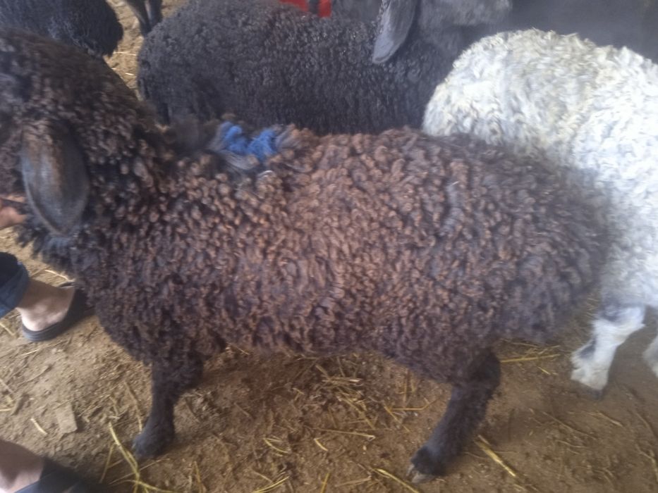 Qasob xizmati qoʻy yetqazib beramiz arzon narxlarda