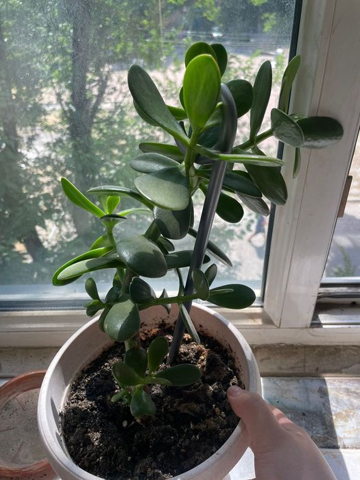 Цветы комнатные продаются