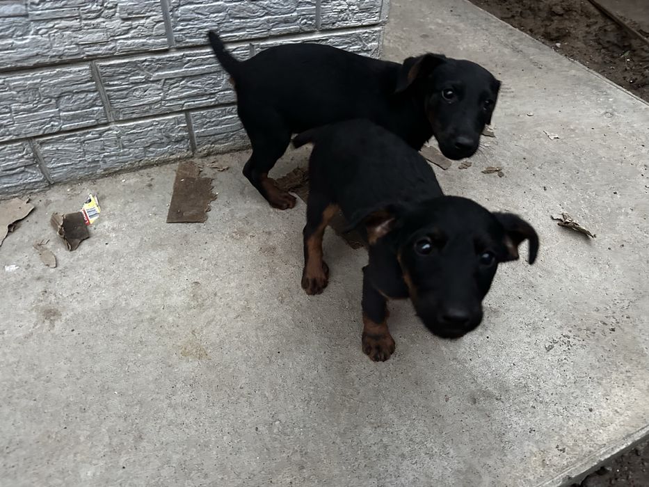 щенки ягдтеррьер