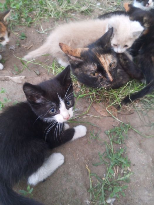 Отдам красивых котят