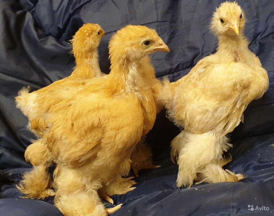 Кохинхин стандарт тухумлари сотилади