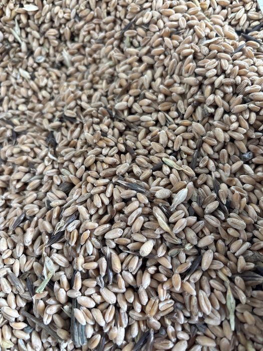 бидай пщеница зерно