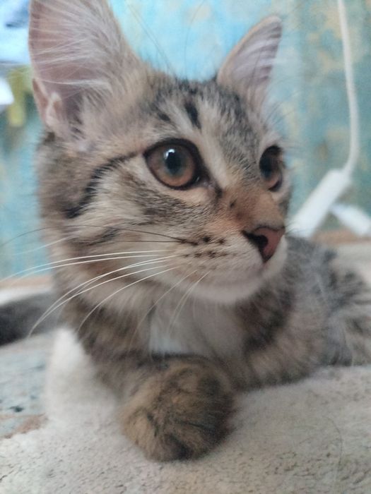 Дам в добрые руки