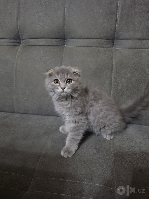 Шотландский вислоухий котенок девочка