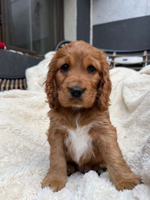 Cocker Spaniel fetita