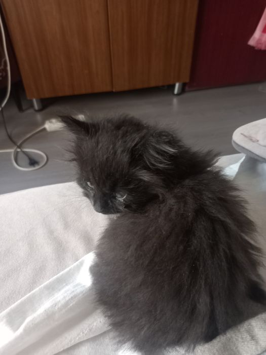 Котята отдам даром
