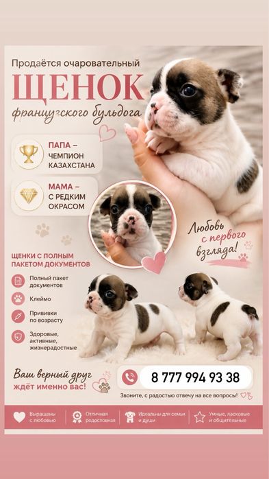 Французкий бульдог