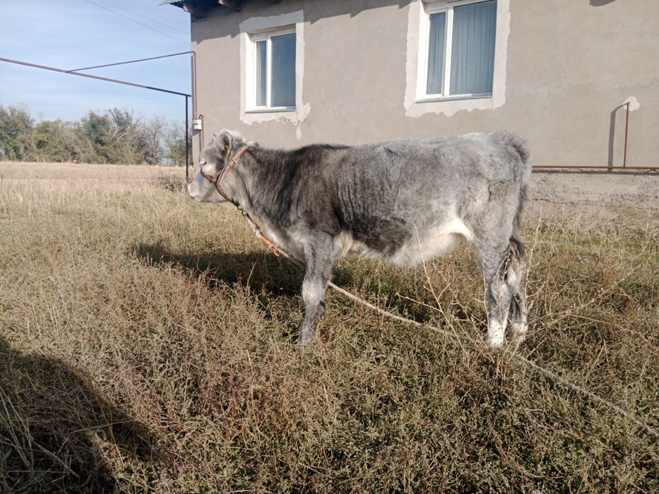 Бұзаулар сатылады