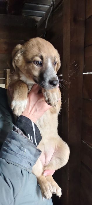 Щенки девчули ждут добрые руки