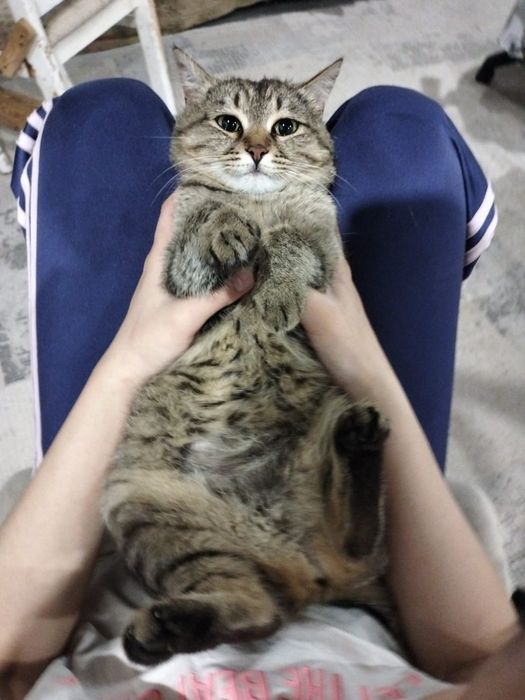 Кошечка в добрые руки
