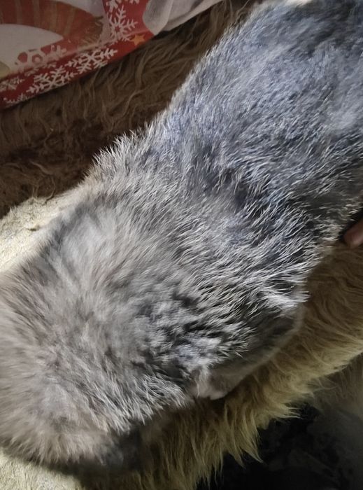 Продавам кученца немски шпиц