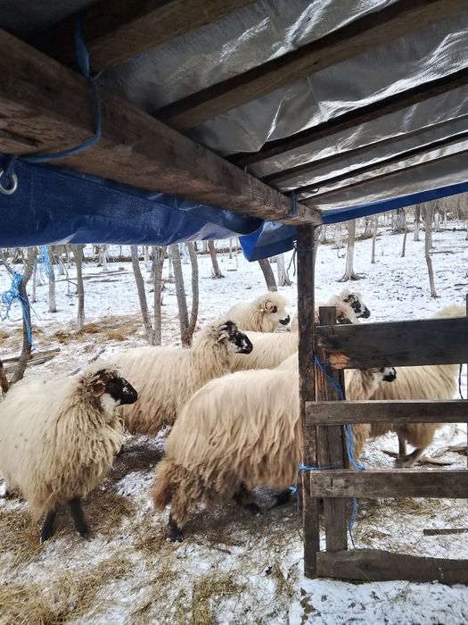 Vind 8 oi, 4 mame și 4 mioare de la ele