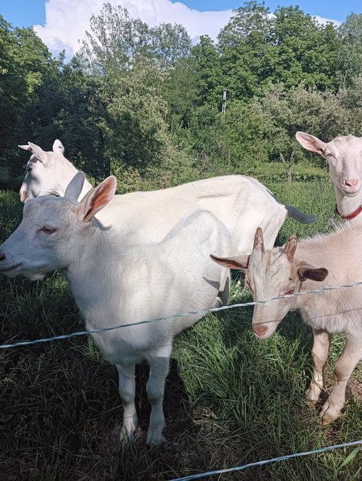 Capra sannen +țap sannen șut
