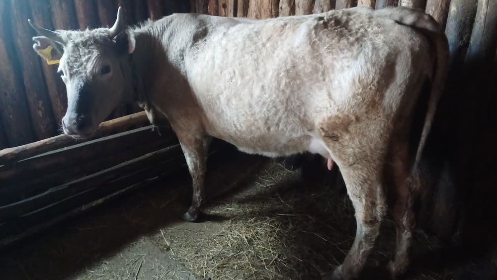 Коровы с телятами!