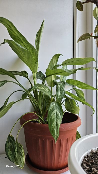 Комнатные растения