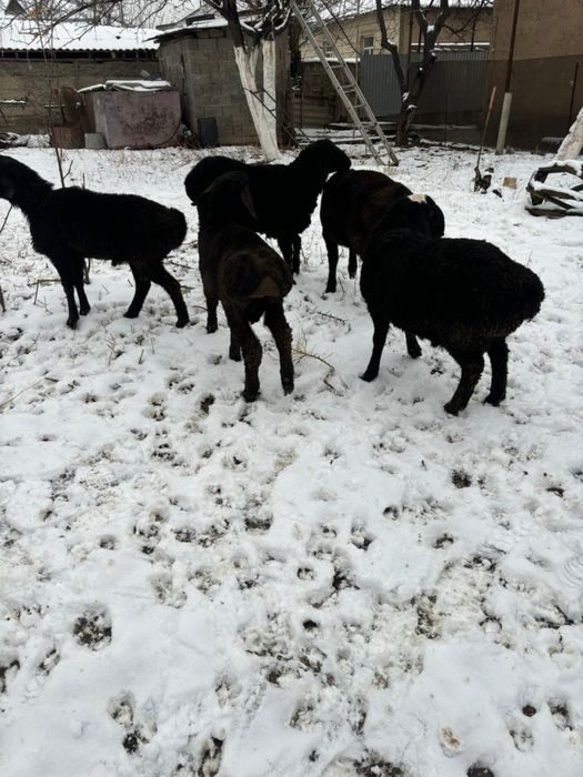 Тоқты қошқарлар