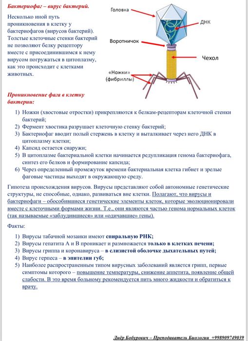 Репетитор по биологии