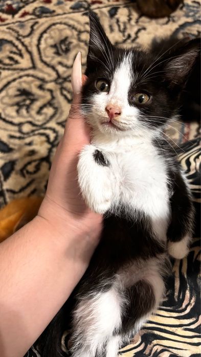 Котята 2 месяца.