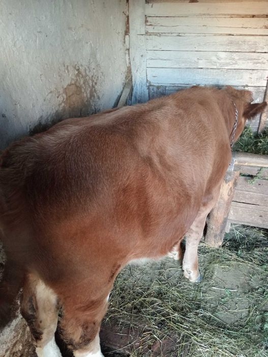 Vitei de vanzare Faurei • OLX.ro