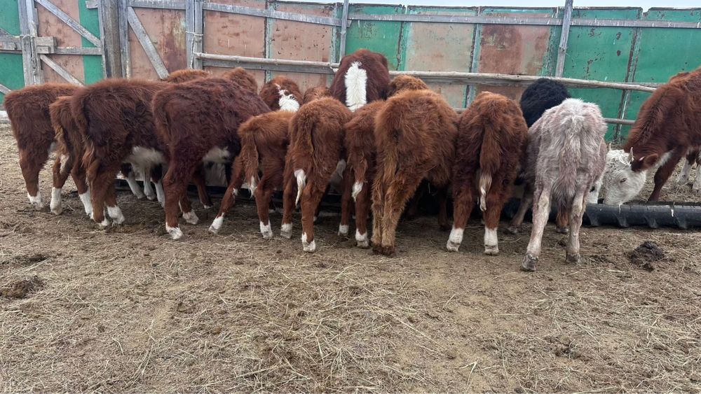 Баспақ сатылады 10бас ұрғашы