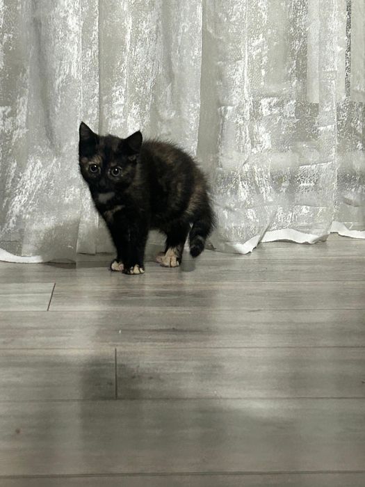 Котенок в добрые руки
