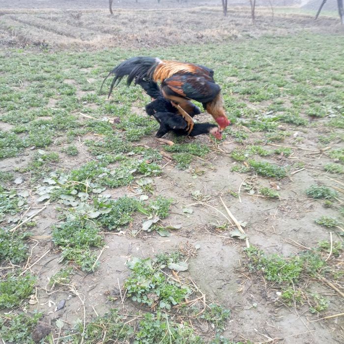 Kulangi xörozla sotiladi