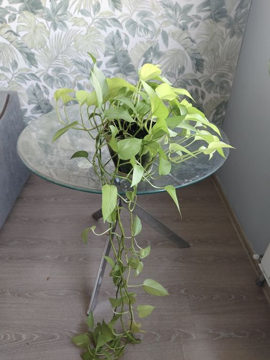 Отдам в добрые руки лианы