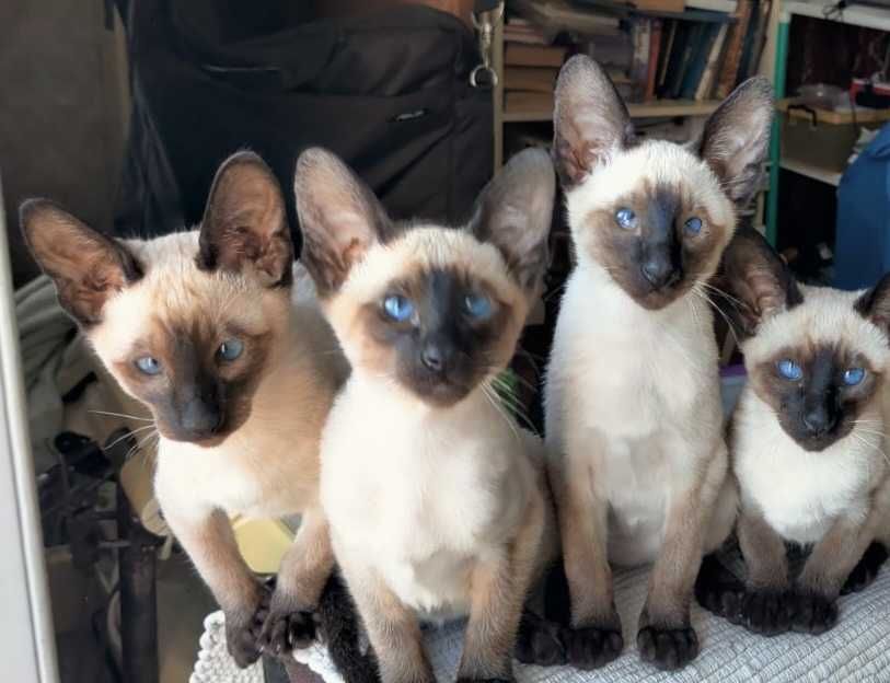 Ориенталски котенца