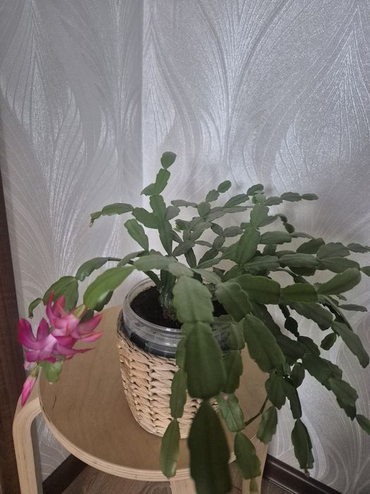 Декабрист цветок