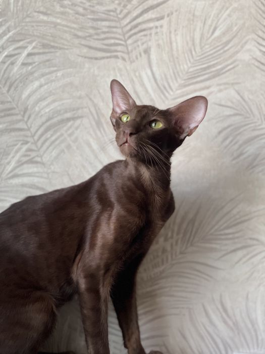 Передержка , гостиница для животных