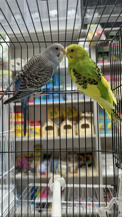 Волнистый попугай