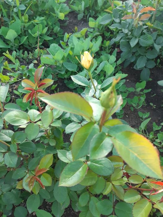 Продам дачу фёдоравка