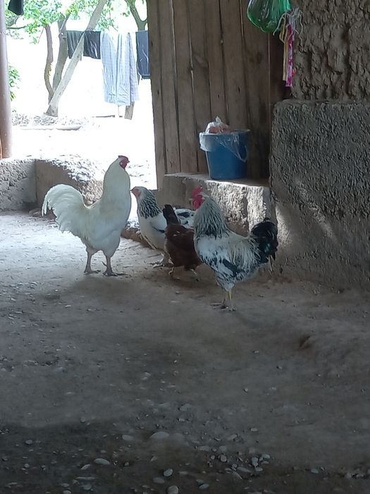 петухи моладые домашние