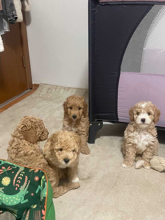 Той Пудел Poodle Toi