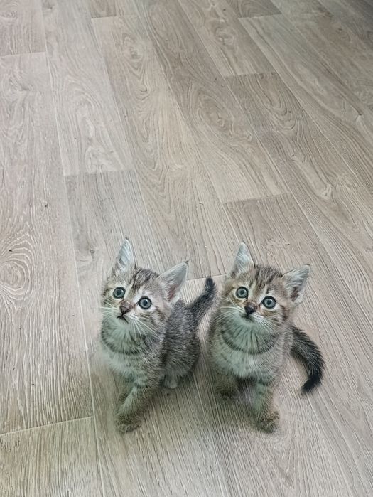 Отдам котят в хорошие руки