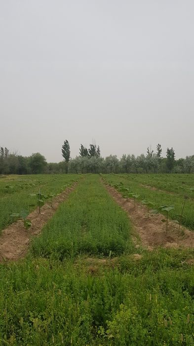 Pavlovniya nihollari M1 gibrid navi, павловния