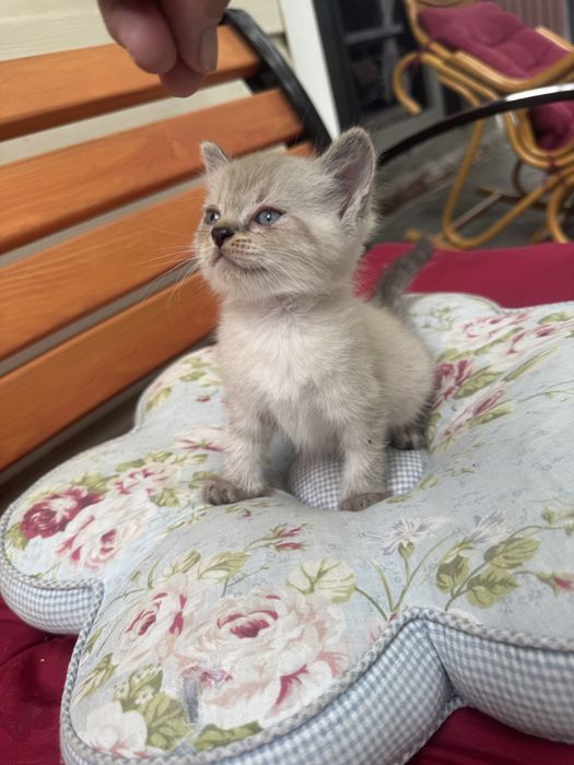 Отдам кошку бесплатно