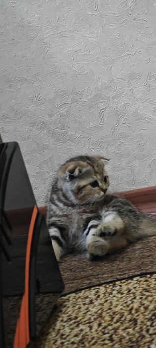 Шотландские котятя