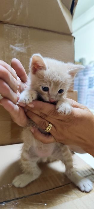 Отдам котенка в добрые руки