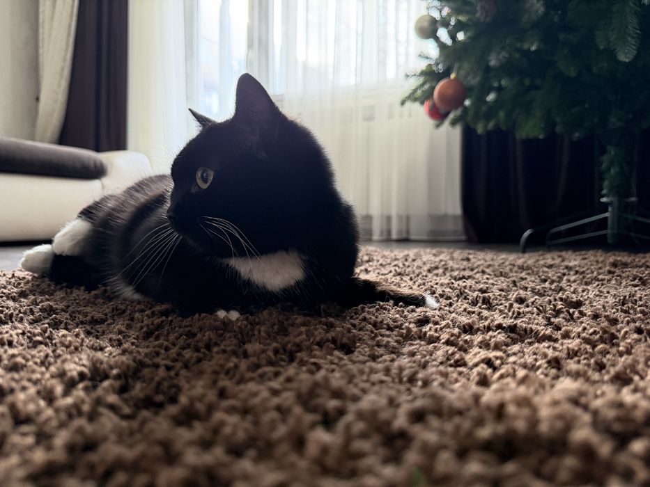 Дарю кошечку.