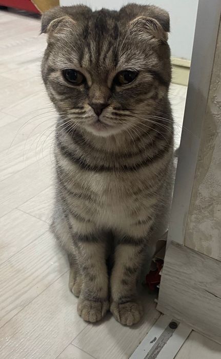 Продается кошка породицты