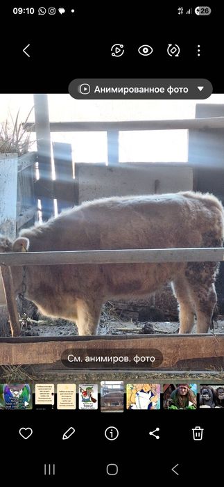 Продаётся тёлочка