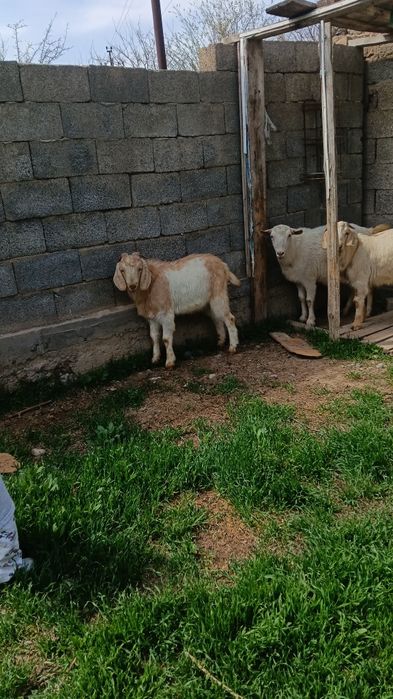 Козы Байтал асыл тукым