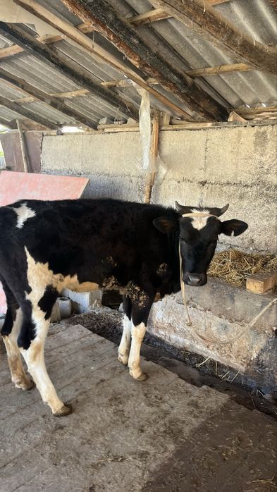 Екы бас урғашы бзаудар