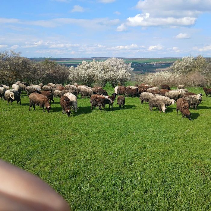 Продавам 150 броя Овце