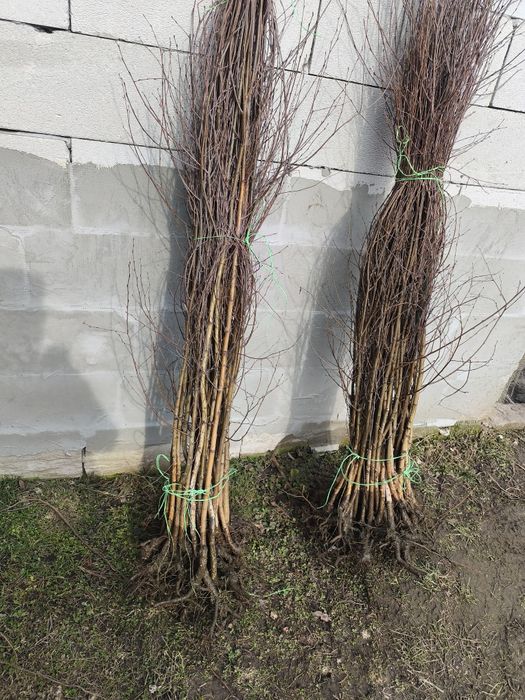 Puieții salcâm   rarice fag carpen salcâm