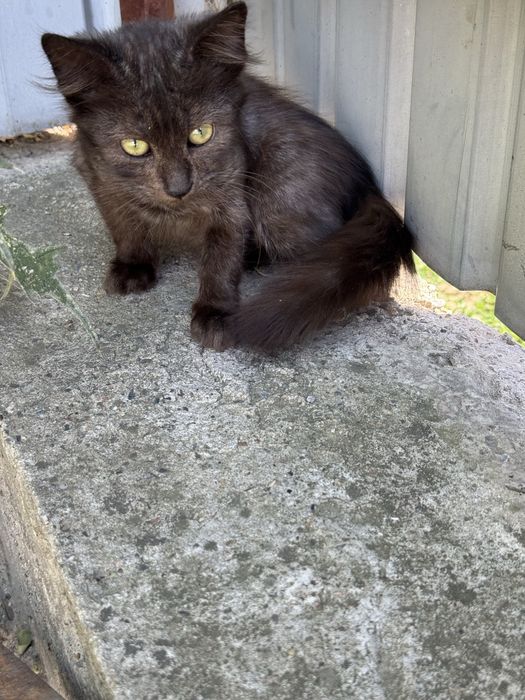 Отдам котенка в добрые руки