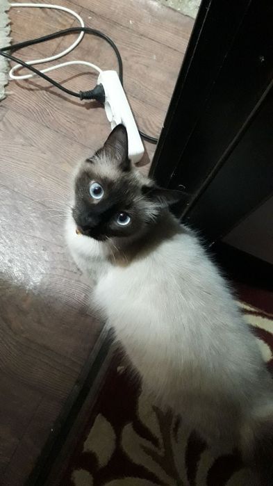 Siamskiy mushuk sotiladi