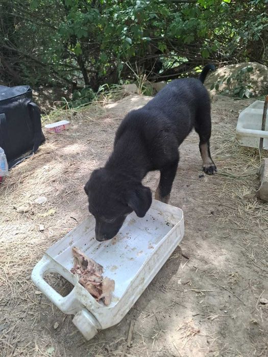 Отдам щеночков в добрые руки бесплатно